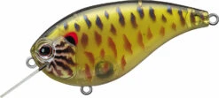Evergreen International Flat Force 4 Flat-Sided Shallow Diving Crankbait 32 Evergreen International Flat Force 4 Flat-Sided Shallow Diving Crankbait -Fishing Equipment ever green ff 286 skeleton pumpkinseed